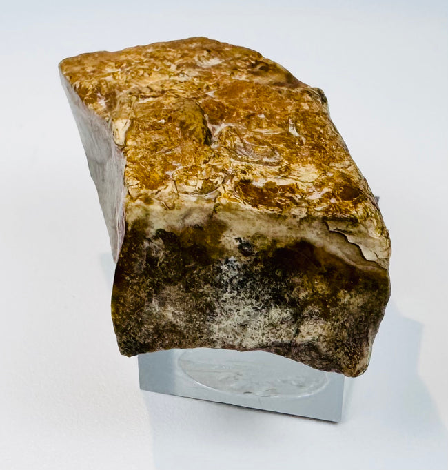 Detailed photograph of the Giza pyramid limestone fragment showing natural sedimentary layers and preserved fossil inclusions.