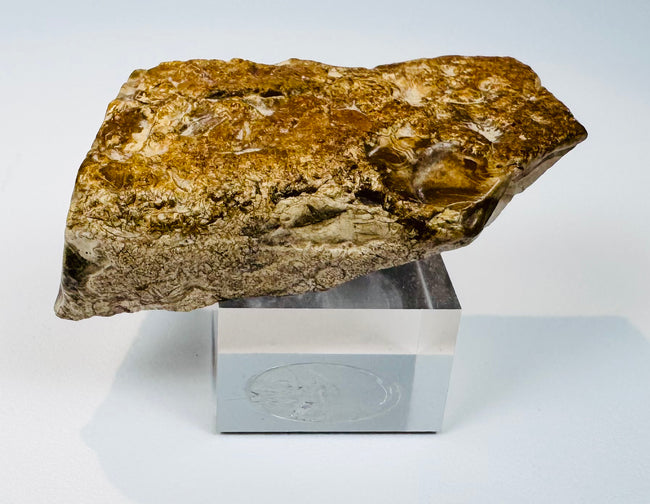 Limestone fragment attributed by family provenance to the Great Pyramid of Giza, showing its irregular ancient stone surface and fossil inclusions.