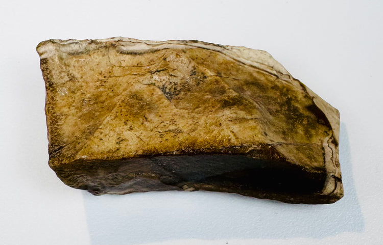 Close-up of the Great Pyramid limestone fragment showing its rough textured surface and numerous shell and fossil inclusions.