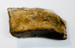Close-up of the Great Pyramid limestone fragment showing its rough textured surface and numerous shell and fossil inclusions.