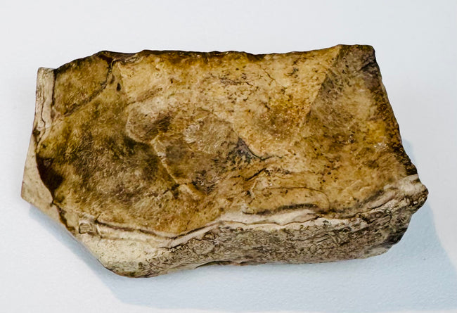 Alternate angle of the Egyptian limestone fragment highlighting its pale stone interior, brown mineral coloration, and irregular edges.