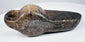 Ancient Islamic oil lamp displaying a compact stone body, decorative carving, and age-related surface wear.