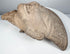 Ancient Classic Veracruz terracotta head with preserved facial details and naturally aged surface