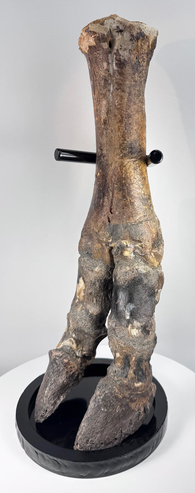 Subfossilized Ice Age bison bone with exposed cancellous structure and natural sediment deposits