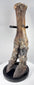 Subfossilized Ice Age bison bone with exposed cancellous structure and natural sediment deposits
