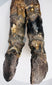 Ancient Doggerland bison limb specimen with dense cortical bone and weathered mineralized surface