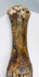 Ice Age European bison foot with preserved paired digits and naturally aged bone texture