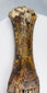 Ice Age European bison foot with preserved paired digits and naturally aged bone texture