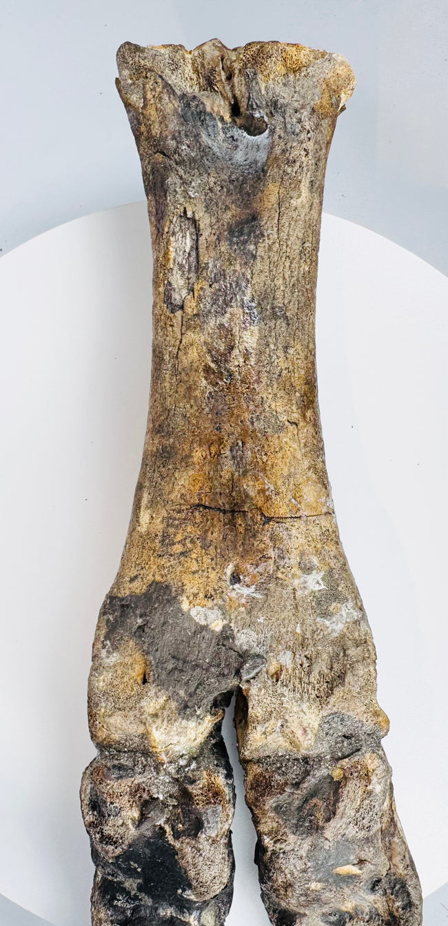 Prehistoric bison subfossil from Doggerland mounted on a modern black metal display stand