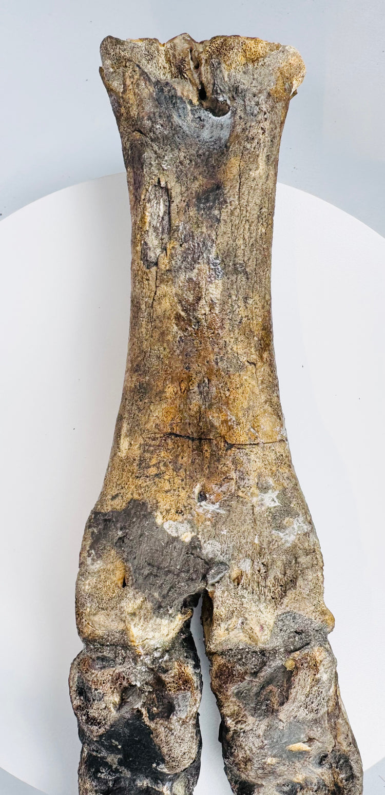 Prehistoric bison subfossil from Doggerland mounted on a modern black metal display stand