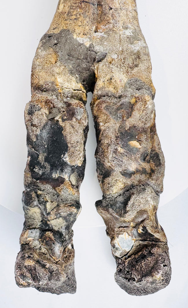 North Sea Doggerland bison foot with mineral deposits, surface erosion and preserved joint anatomy