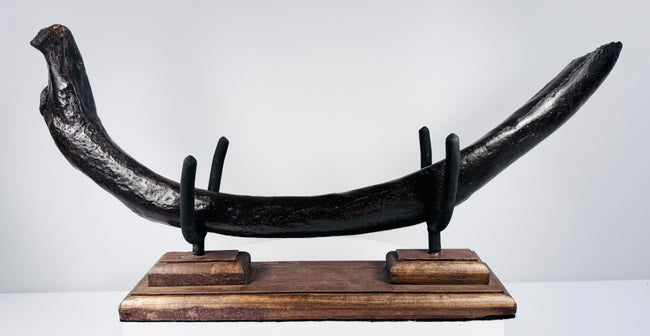 Large fossilized marine mammal rib with sweeping curved form and dark mineralized surface
