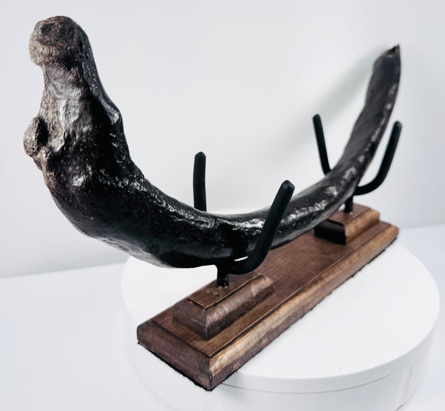 Fossilized dugong rib specimen with natural mineral deposits, fissures and geological surface texture