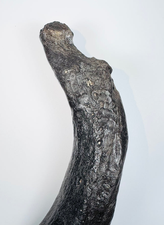 Oligocene sirenian fossil specimen with dark mineralization and contrasting lighter geological deposits