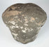 Fragmentary Ming Dynasty terracotta human head with weathered grey, cream and earthy coloration