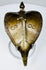 Indian cast brass Naga shrine element with expanded cobra hood and dark golden-brown patina.