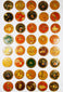 Large grouping of 19th-century Indian Ganjifa round cards arranged in rows, showcasing vibrant hand-painted motifs on a white backdrop.