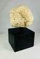Tapa de vaso canopo de piedra caliza de Imsety | Hijo protector de Horus del Imperio Nuevo | Hacia 1550-1070 a. C.