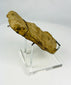 Fragmento de cabeza de terracota mesoamericana | Figura ceremonial con tocado de abanico | I milenio d. C.