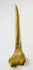 Detailed view of the proximal end of New Guinea human humerus ritual dagger with painted geometric decoration