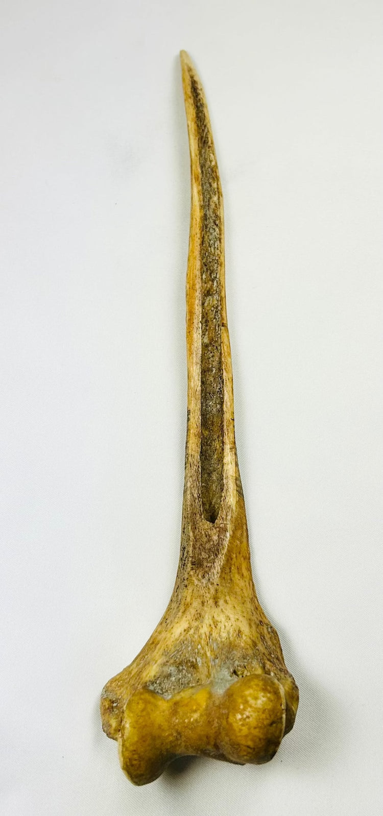 Detailed view of the proximal end of New Guinea human humerus ritual dagger with painted geometric decoration