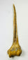Detailed view of the proximal end of New Guinea human humerus ritual dagger with painted geometric decoration