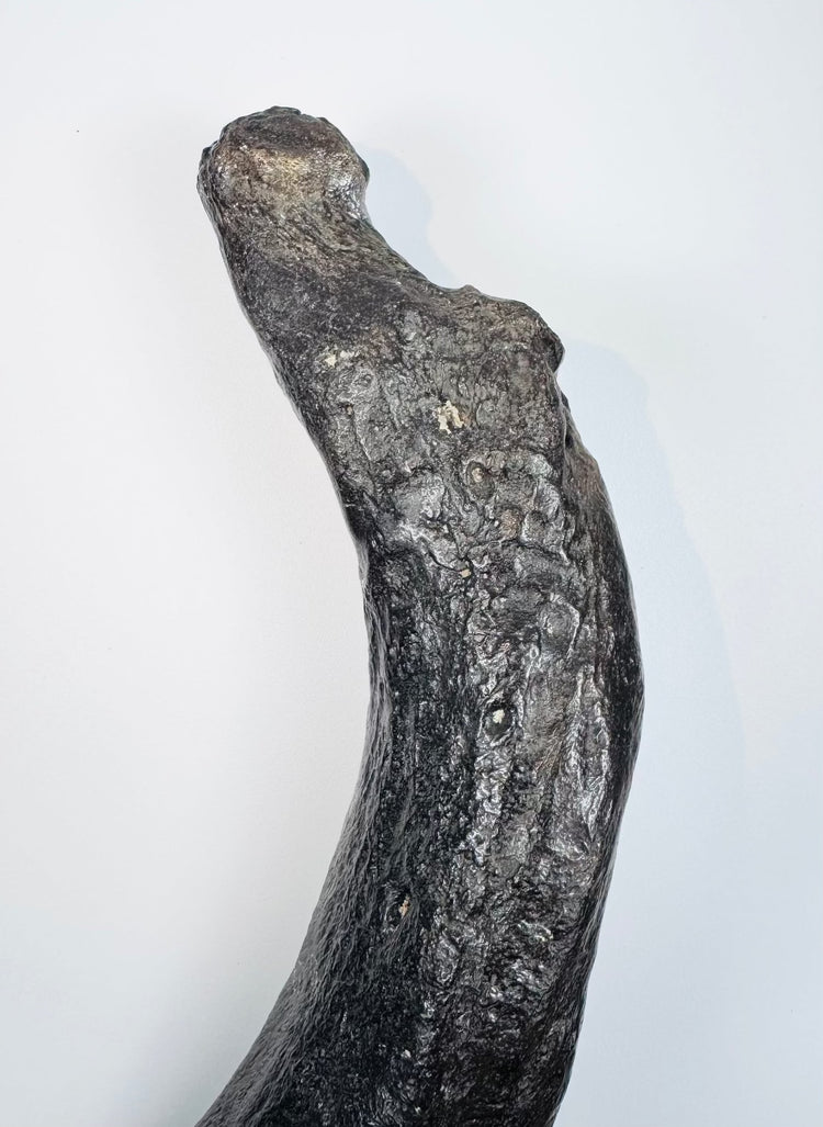 Oligocene sirenian fossil specimen with dark mineralization and contrasting lighter geological deposits