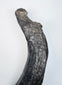 Oligocene sirenian fossil specimen with dark mineralization and contrasting lighter geological deposits