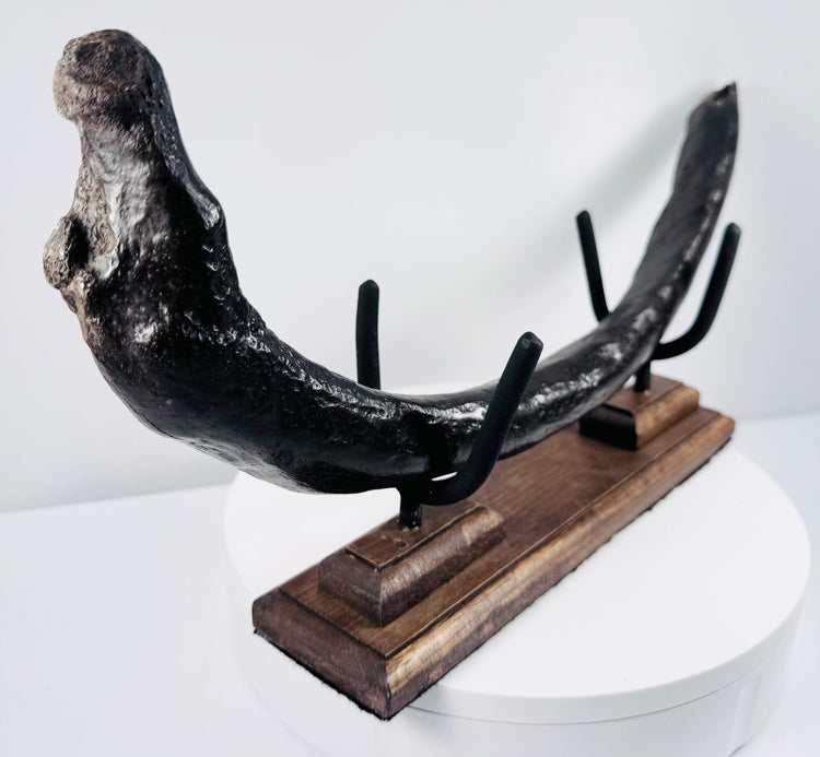 Fossilized dugong rib specimen with natural mineral deposits, fissures and geological surface texture