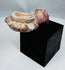 Ottoman smoking pipe fragment with pale mineral deposits and red surface treatment