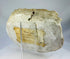 Edwardian plaster cast of mythical griffin creature used for architectural and museum study