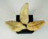 Mounted Pre-Columbian ceramic pottery fragments from ancient American civilization
