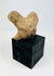 West Mexican terracotta head fragment mounted on black display base