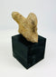 Shaft-tomb culture terracotta head fragment from West Mexico
