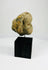 Ancient stone mask fragment reflecting early Mesoamerican artistry