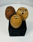 Pre-Columbian palm nut rattle components from Central or South American culture