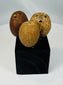 Ancient Pre-Columbian palm seed pods with drilled perforations for ceremonial rattles