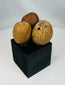 Archaeological Pre-Columbian seed pod artifacts used in ritual sound instruments