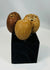 Pre-Columbian ceremonial seed pods with drilled holes for attachment to rattles