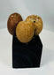 Pre-Columbian ceremonial seed pods with drilled holes for attachment to rattles