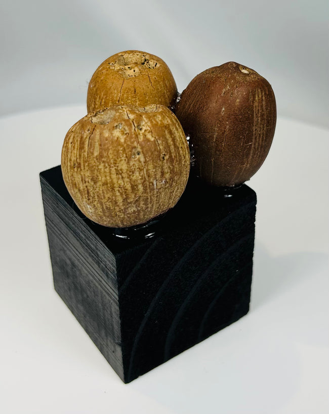 Ancient tropical palm seed pods modified for use in ceremonial rattles