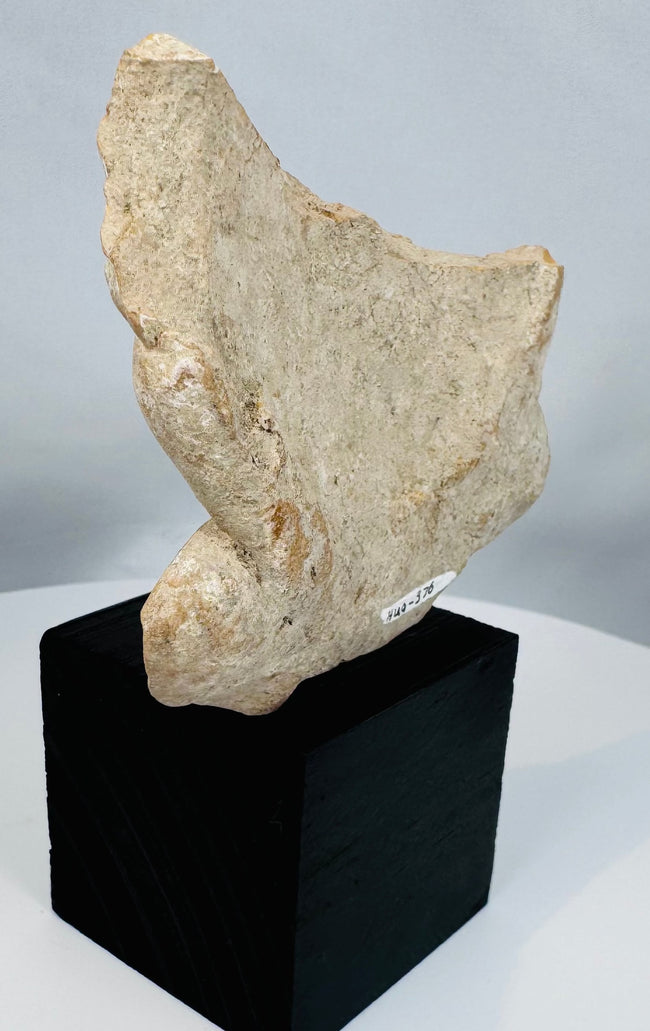 Pre-Columbian Gulf Coast Mexico terracotta artifact featuring large earspools and sculpted facial details.