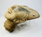 Pre-Columbian ceramic head angled left, showing nose, lips, and decorative ear spool.