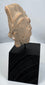 Ancient ceramic head fragment from Nayarit, Jalisco, or Colima culture with traces of original pigment.