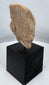 West Mexican archaeological terracotta fragment featuring expressive facial details and ear spool.