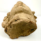 Bottom profile of Pre-Columbian terracotta head showing flat cut clay base