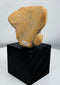 Pre-Columbian ceramic sculpture fragment showing stylized human features and aged mineral deposits.