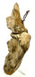 Side view of flat-backed Pre-Columbian ceramic with hanging wire loop attachment