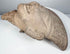 Ancient Classic Veracruz terracotta head with preserved facial details and naturally aged surface