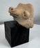 Ancient American terracotta effigy fragment with projecting snout and mineral-encrusted surface patina.